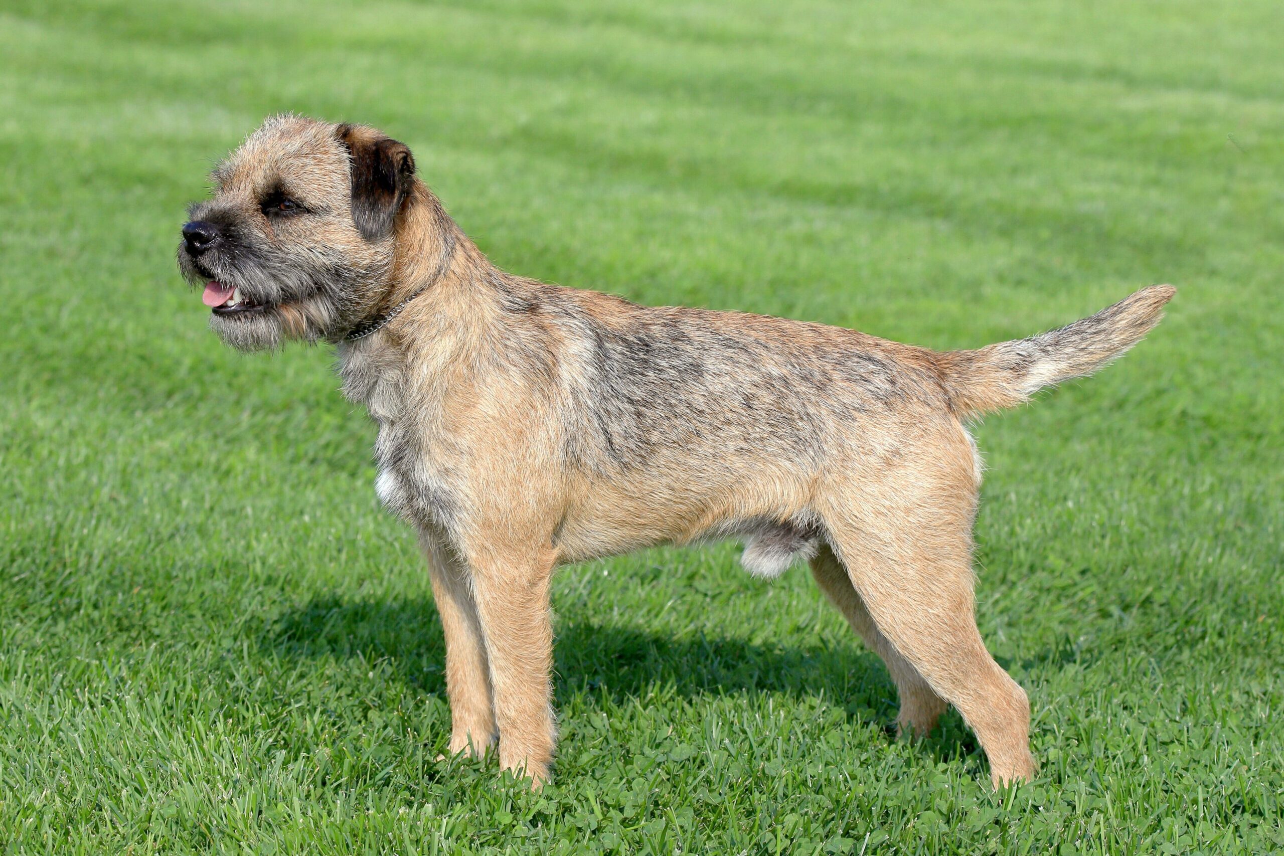 Border Terrier Featured Image