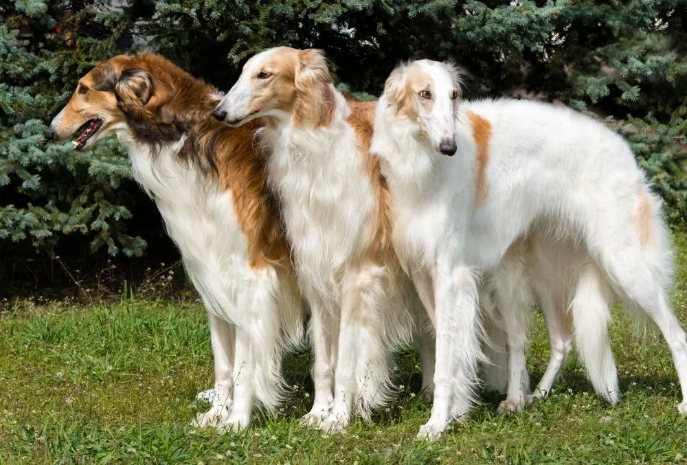 3 different coloured Borzoi dogs