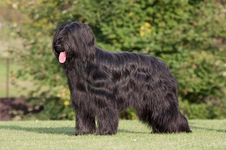 Black briad dog in grass
