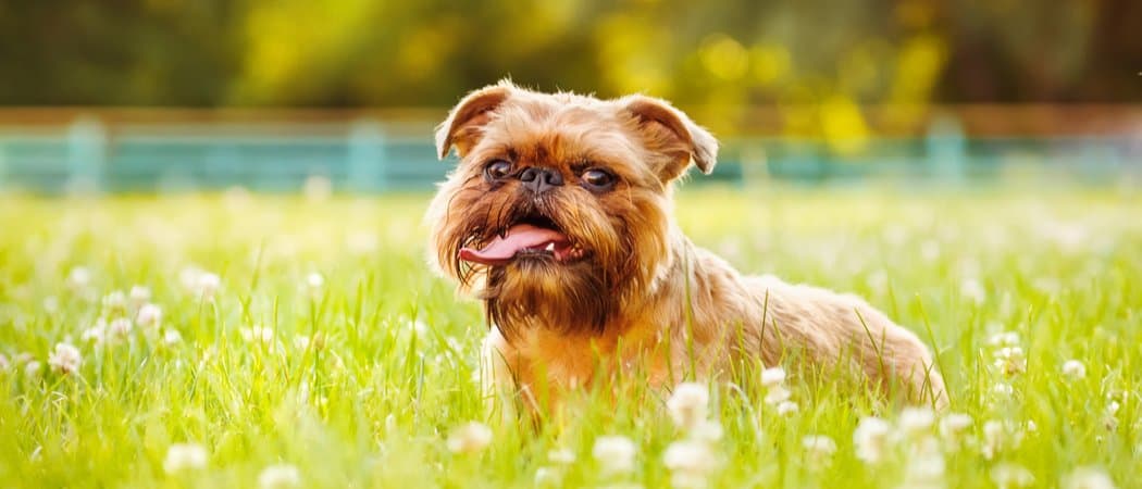 Brussels Griffon featured image