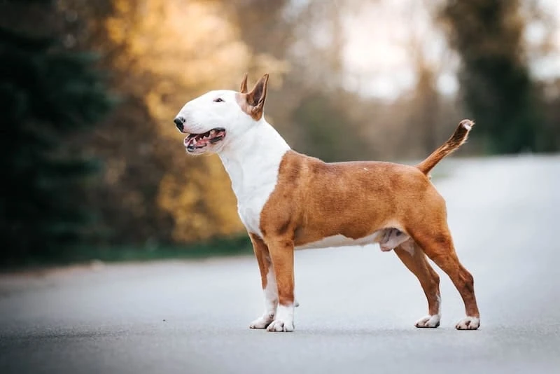 Brown and white bull terrier on road