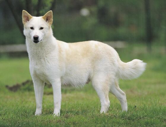 White canaan dog 