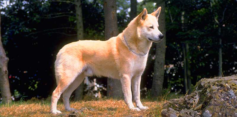 Canaan dog in mountain