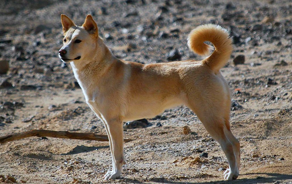 Canaan Dog featured image