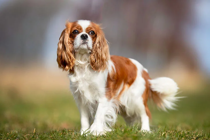 Cavalier King Charles Spaniel dog in grass