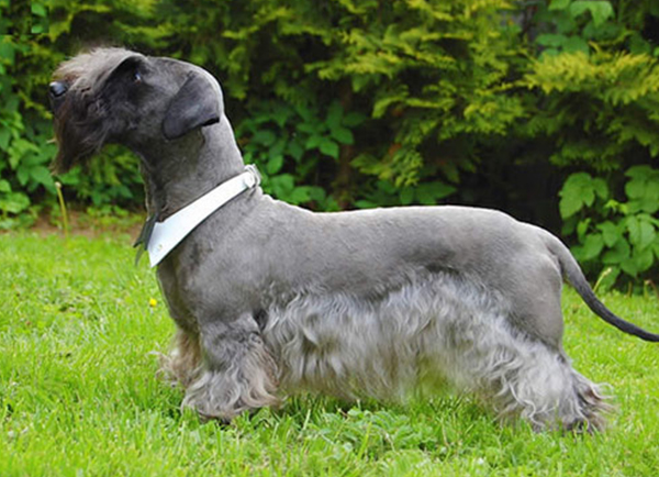 Cesky terrier in garden