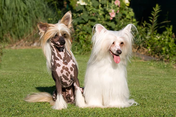 Chinese Crested dog featured image