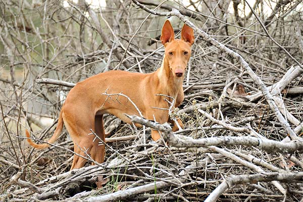 Cirneco dell'Etna dog in woods