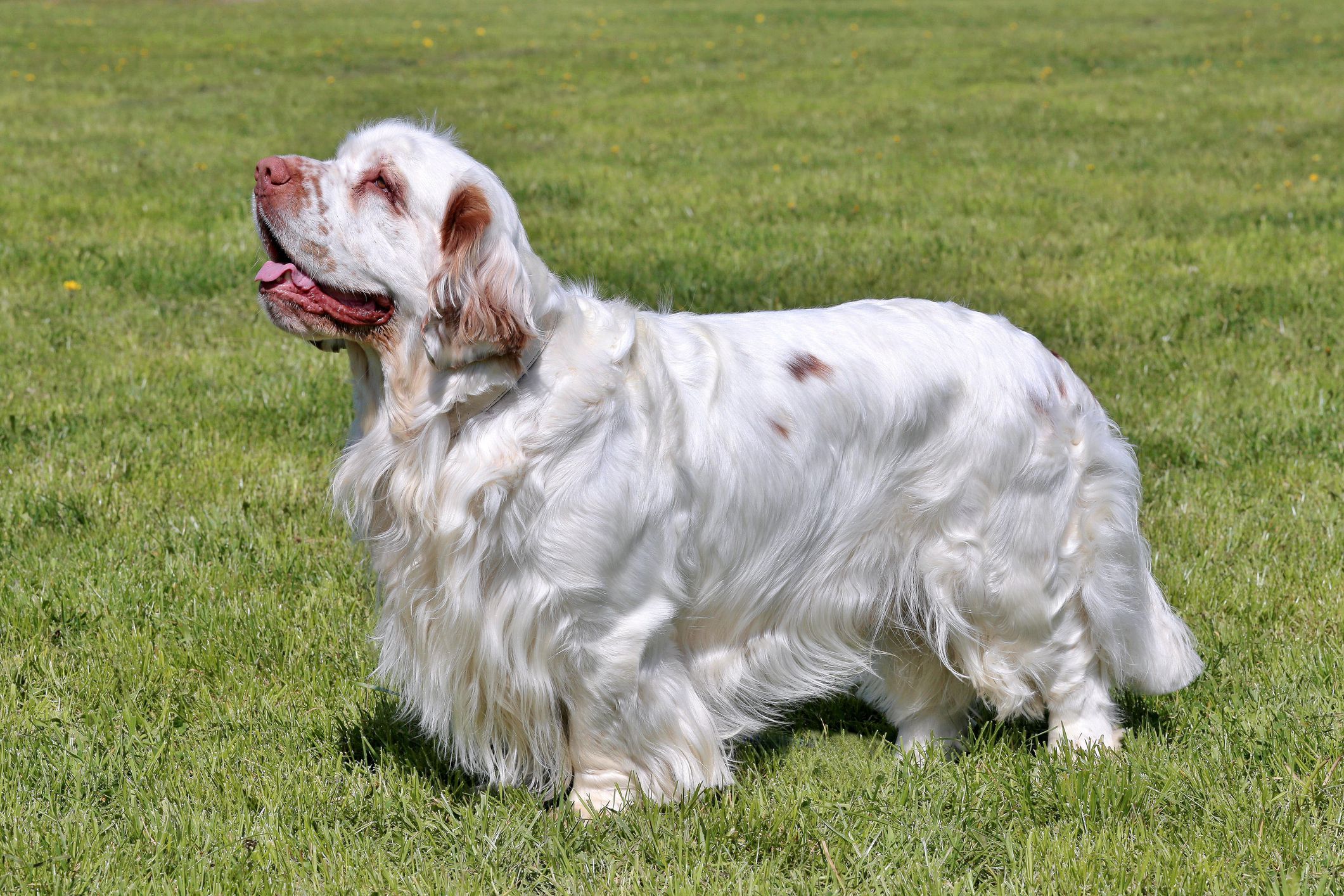 Clumber Spaniel dog featured image