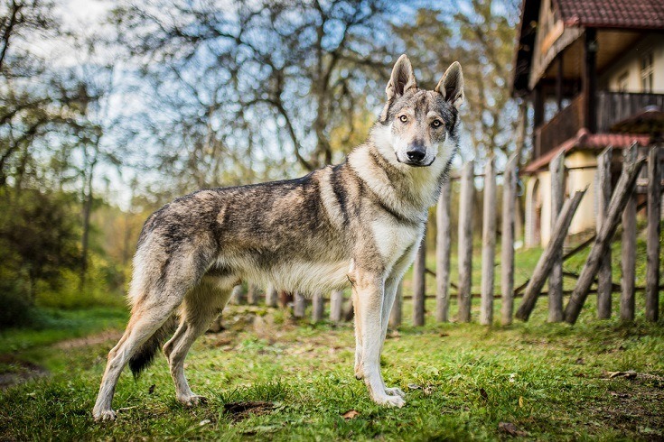 Czechoslovakian Wolfdog dog featured image