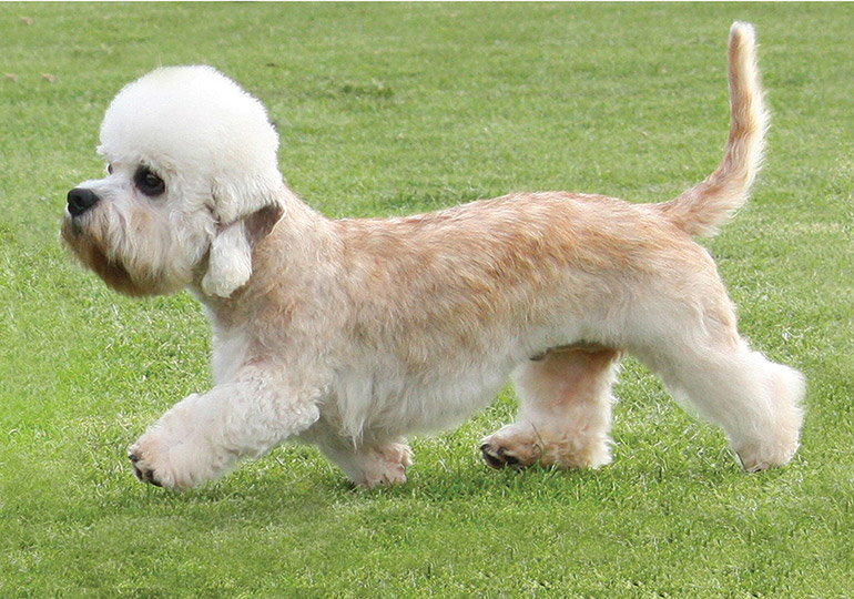 Dandie Dinmont Terrier in grass