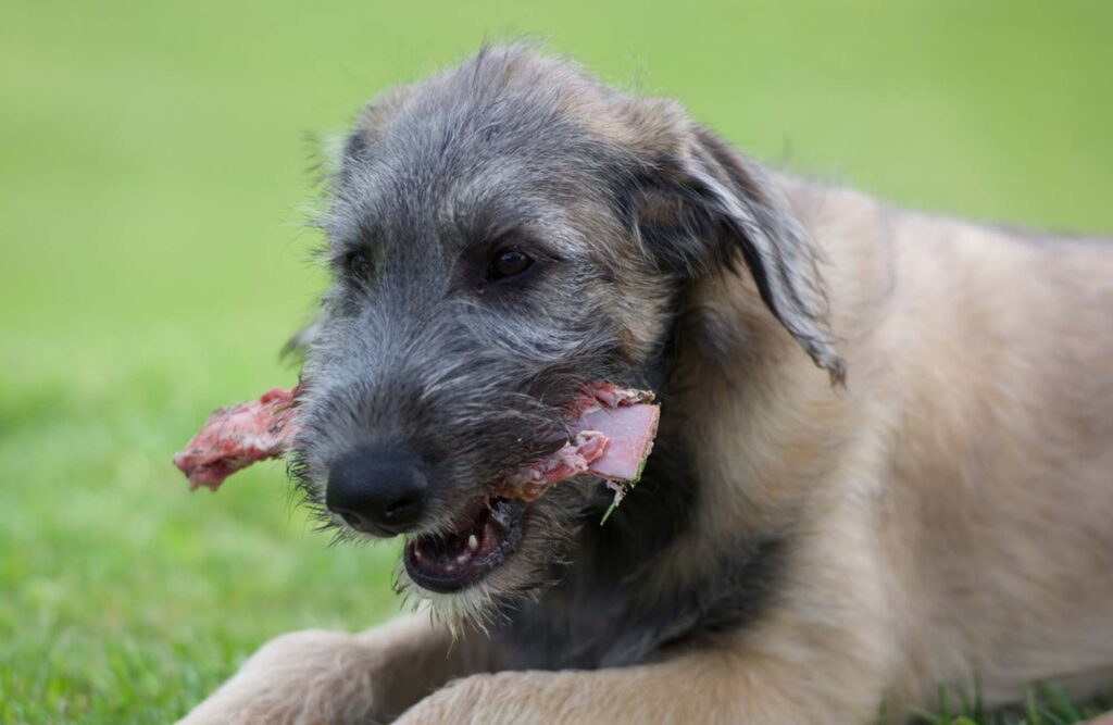 Irish Wolfhound puppy eating meat