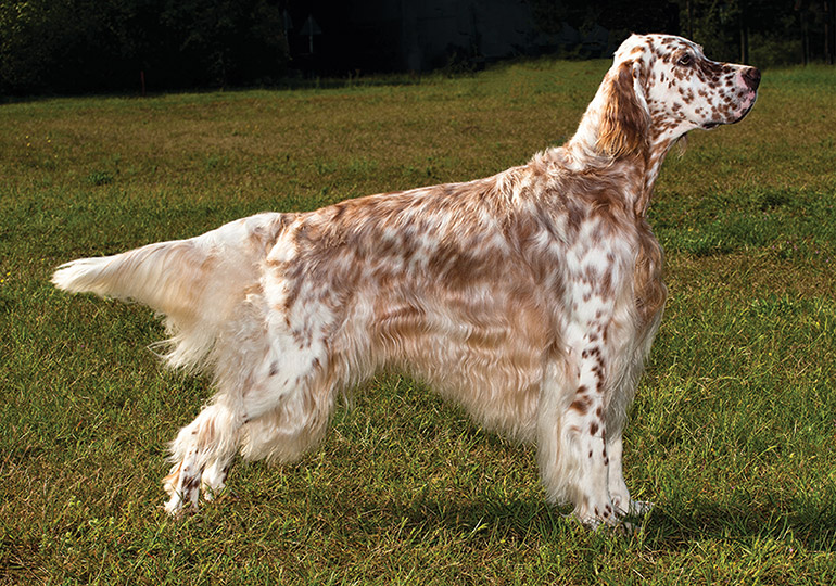 brown and white spotted English Setter