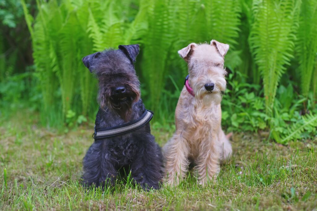 two Lakeland Terrier dogs in forest