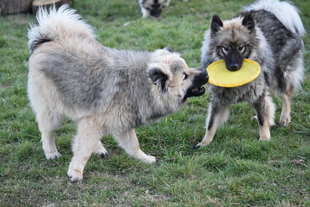 Eurasier dogs playing