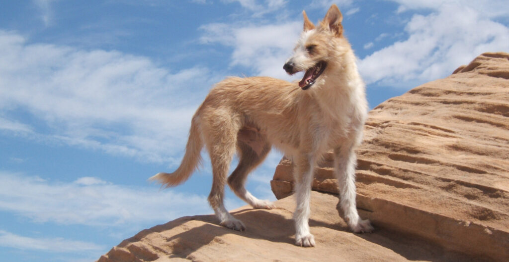 Portuguese Podengo dog on mountain