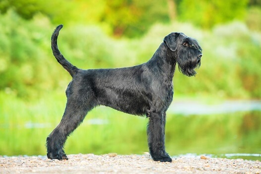 Giant Schnauzer featured image