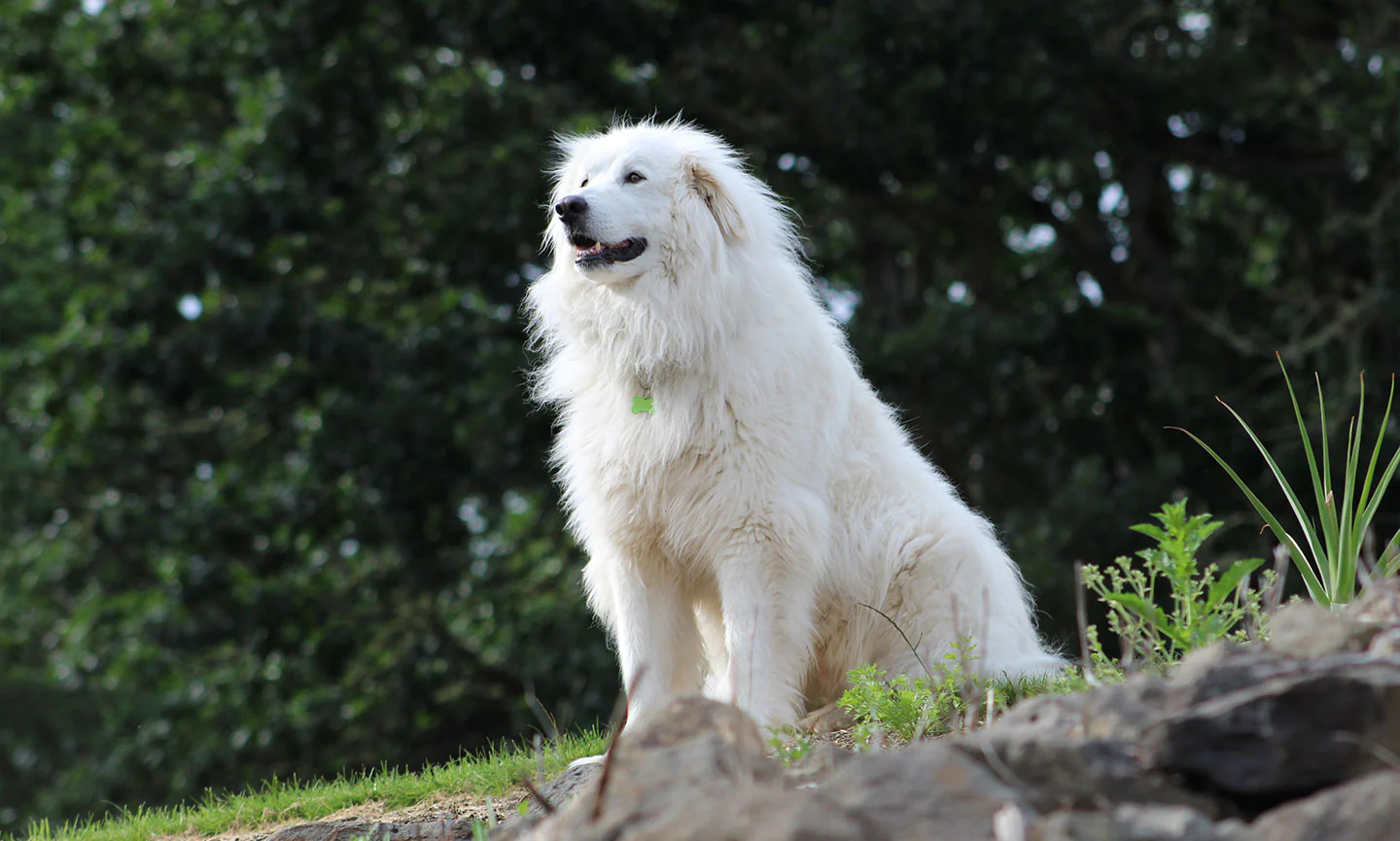 Great Pyrenees featured image
