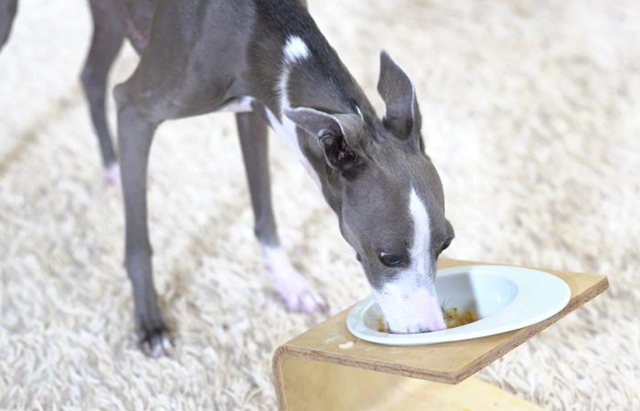 Italian Greyhound eating food