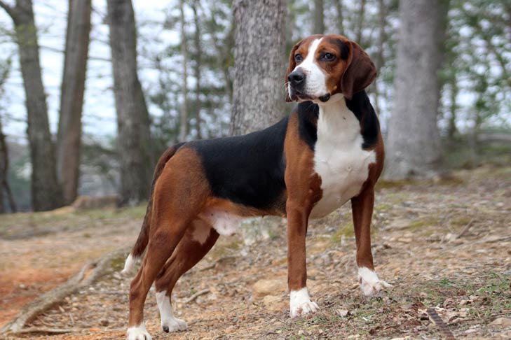 Hamilton Hound dog featured image