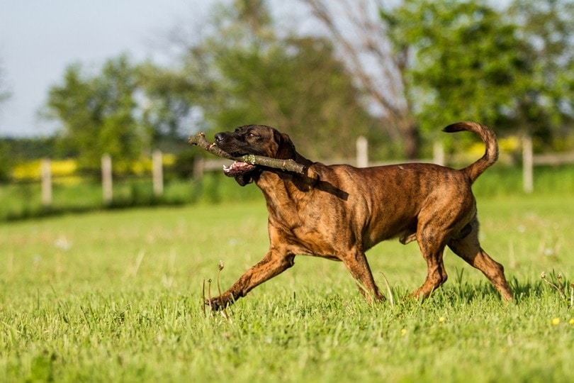 Hanover Hound running on ground with stick in his mouth