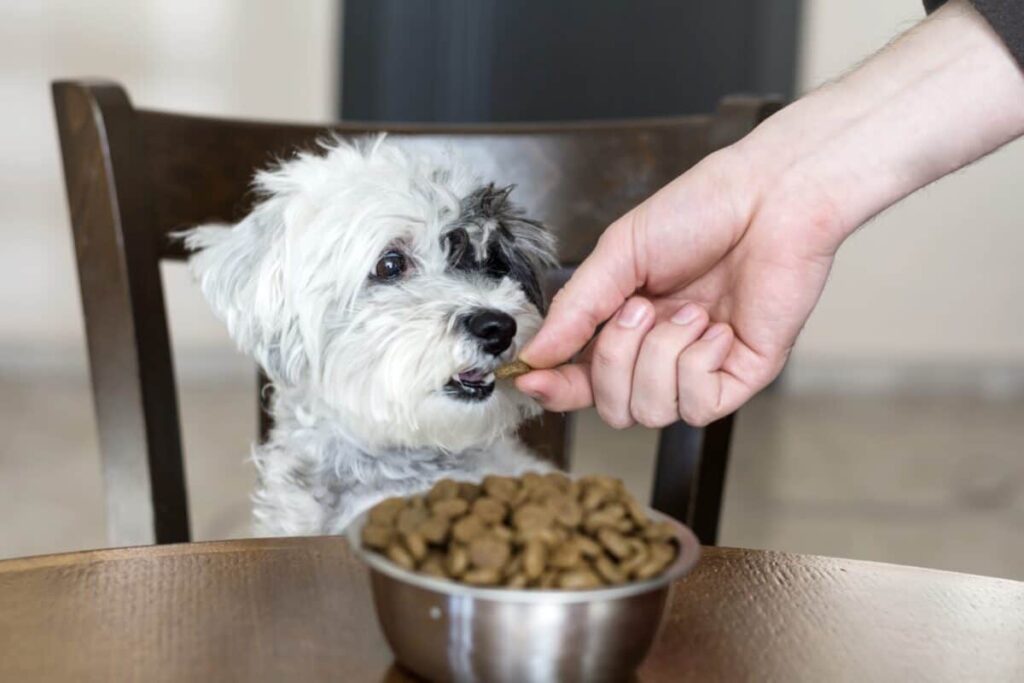 Havanese dog eating dog food