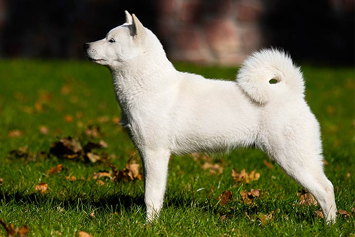 Hokkaido dog featured image