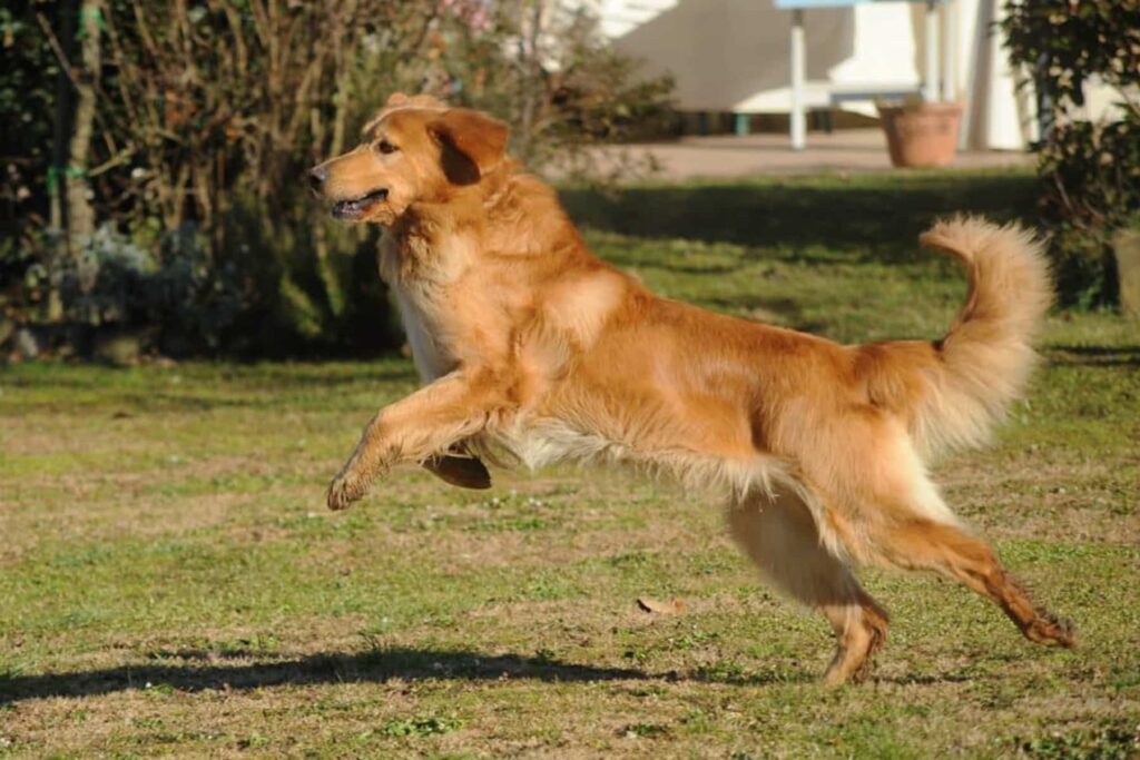 Hovawart dog running