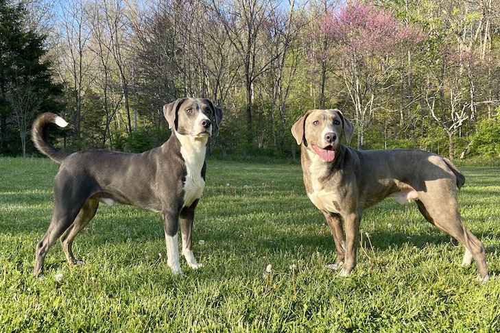 two Mountain Cur  dogs in garden
