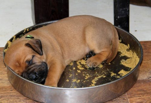 Boerboel Puppy Sleping on its Food Bowl