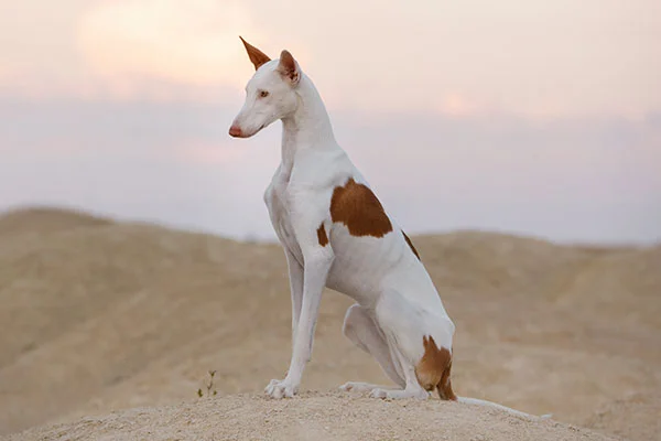 Ibizan Hound dog featured image