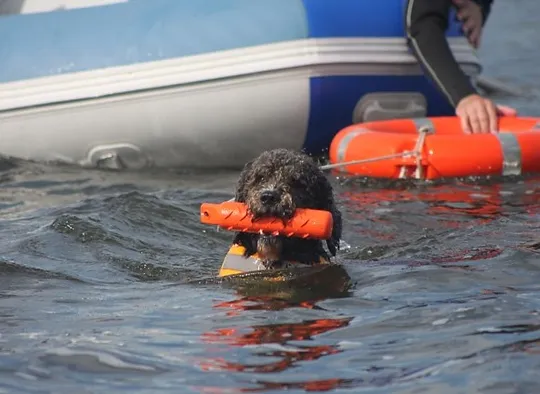 Spanish Water Dog in water