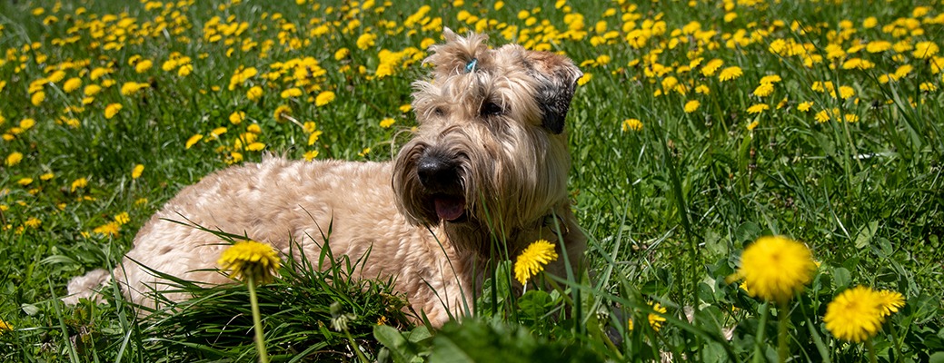 Soft-coated Wheaten Terrier dog featured image