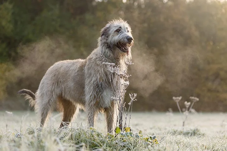 Irish Wolfhound dog featured image