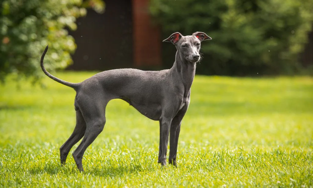 Italian Greyhound dog featured image