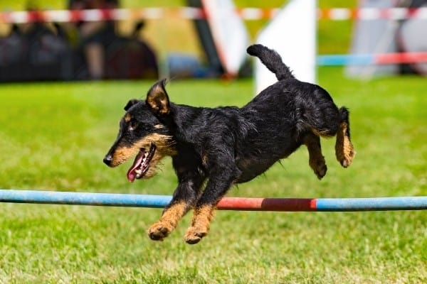 Jagdterrier dog jumping on the stick