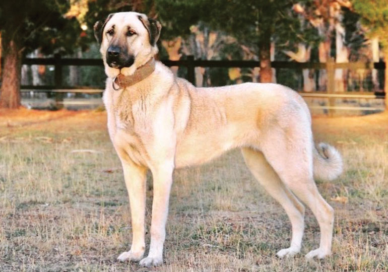 Kangal Shepherd dog featured image