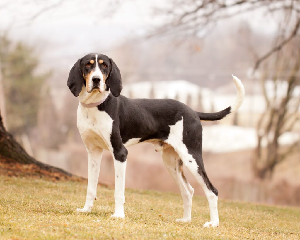 Treeing Walker Coonhound HD image