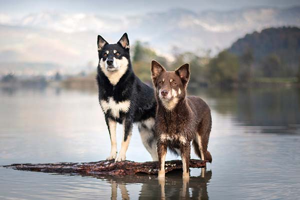 Lapponian herder dog featured image