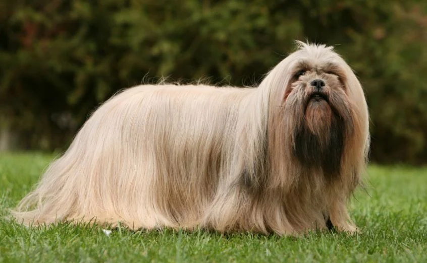 Lhasa Apso dog standing on grass