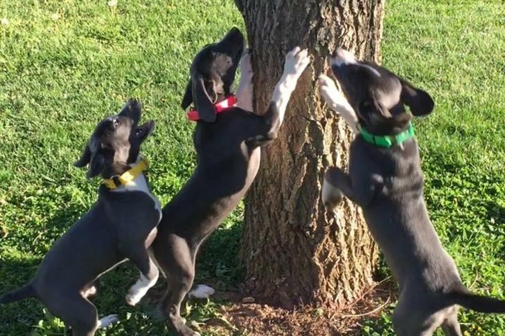 Mountain Cur puppies playing around tree