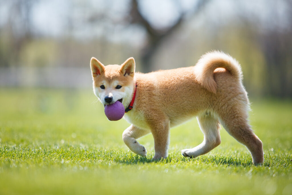 Shiba Inu dog playing with ball