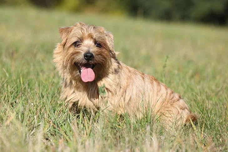 Norfolk Terrier dog featured image