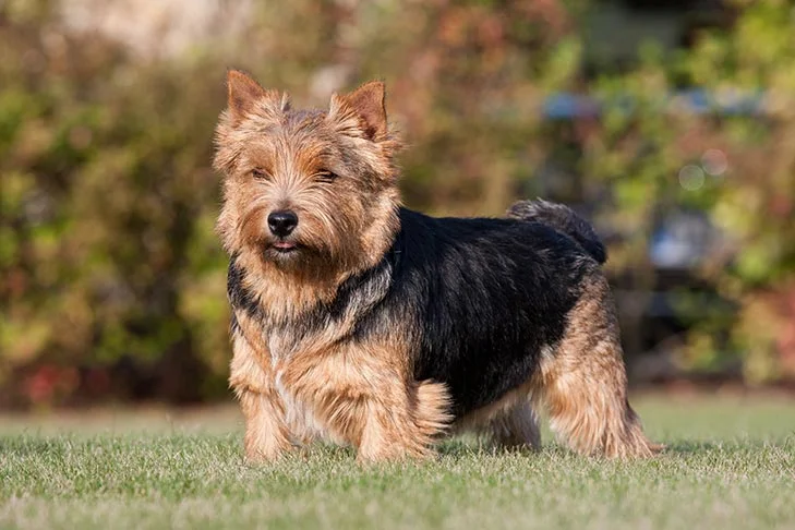 Norwich Terrier dog featured image