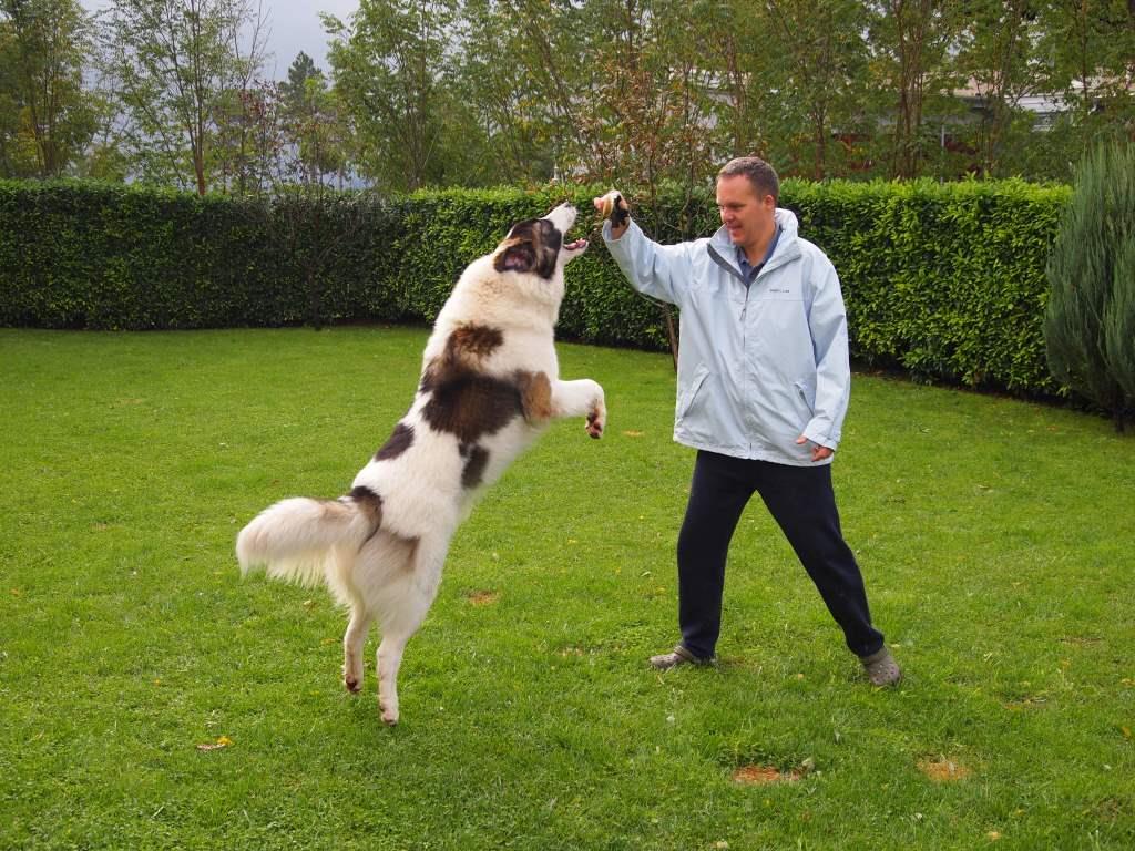 Tornjak dog owner training its dog