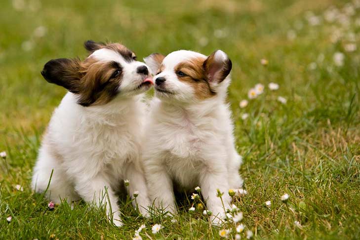 Papillon puppies in garden