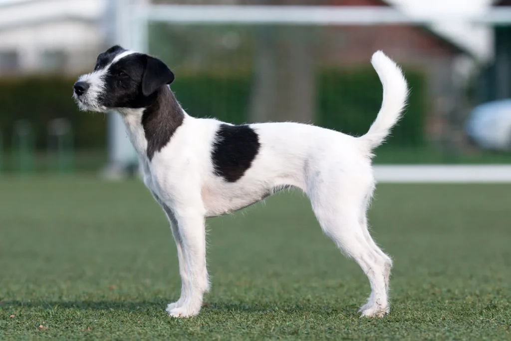 Jack Russell Terrier  standing on grass