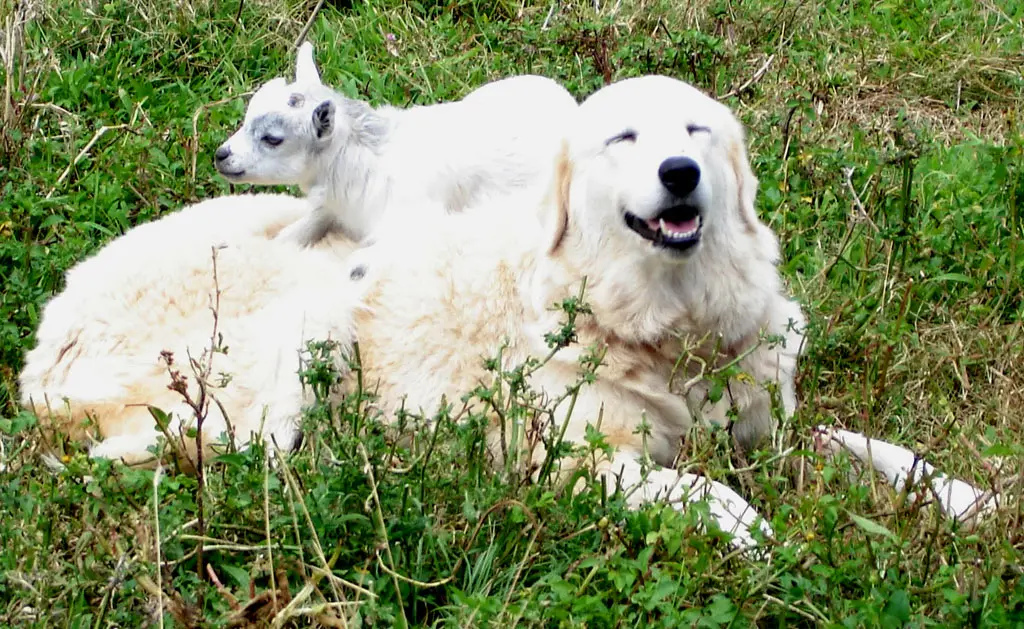 Maremmano-Abruzzese Sheepdog laying on grass with sheep