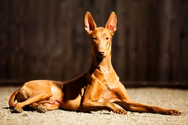 Pharaoh Hound dog featured image