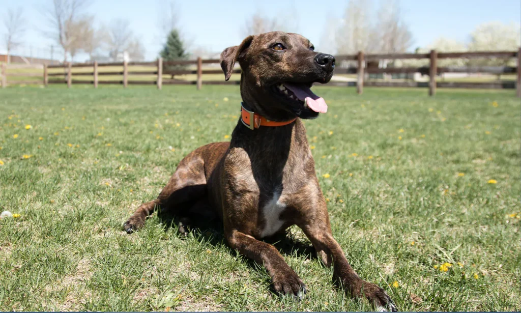 Plott Hound sitting on grass